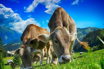Petīcijas attēls Regionale Unterstützung der Landwirte: Keine Strafen für "falsches" Verhalten der Kühe auf der Weide