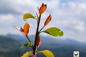 Obrázek petice: Remove Miraa From Nacada: It Is Ameru Culture:  25/10/2025:  Maua Stadium: Miraa Festival