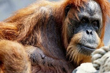 Bild der Petition Renaturierung & Umbau des Nürnberger Reichsparteitaggeländes
