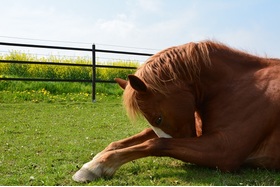 Kép a petícióról:Rette den Ponyclub! Ponyclub soll schließen! 60 Kinder verlieren ihre geliebten Ponys.