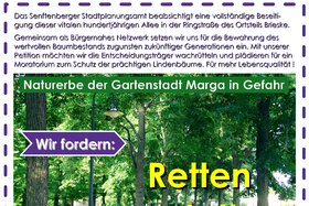Bild der Petition: Retten statt Roden ! -> 100-Jährige Lindenallee in der Gartenstadt Marga erhalten