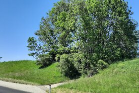 Bild der Petition: Retten wir das Naturjuwel am Donaulimes - Naturdenkmal Kuhschellenböschung und Hohlweg Thalham