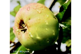 Bild der Petition: Rettet 22.000 Apfelbäume – Stoppt die Rodung der Obstplantage Ruthe!