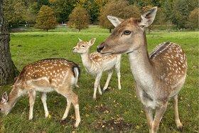 Bild der Petition: Rettet das Damwild in Bochum am Weitmarer Holz!