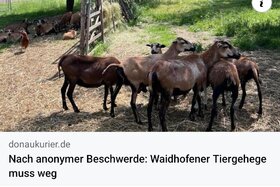 Bild på petitionen:Rettet das Waidhofener Tiergehege