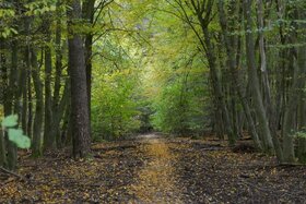 Slika peticije: Bürgerbusch in Leverkusen nachhaltig schützen!