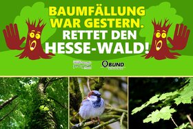 Lūgumraksta attēls: Rettet den Hessewald!