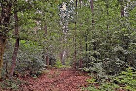 Slika peticije: Rettet den Merziger Wald vor dem Verkauf!
