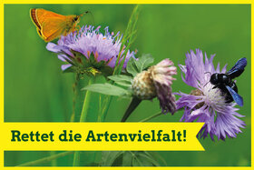 Малюнок петиції:Rettet die Artenvielfalt! - Unsere Stimme für die Natur in Mecklenburg-Vorpommern