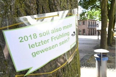 Billede af andragendet:Rettet die Bäume auf dem Alten Markt in Dülken (2)