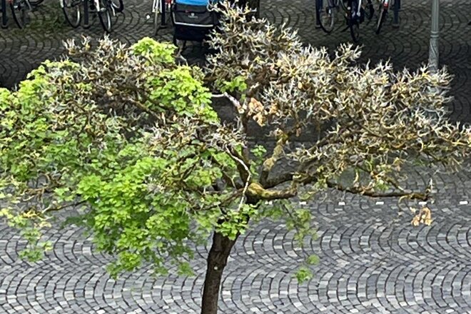 Image of the petition Rettet die Bäume in der Altstadt – Augsburg braucht sein Grün!
