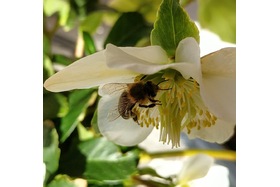 Kuva vetoomuksesta:Rettet die Bienen in Sachsen