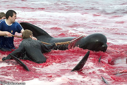 Bild der Petition: Rettet die Delphine/Wale! Stoppt das sinnlose schlachten
