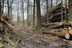 Bild der Petition: Rettet die grüne Lunge von Leverkusen: den Bürgerbusch !
