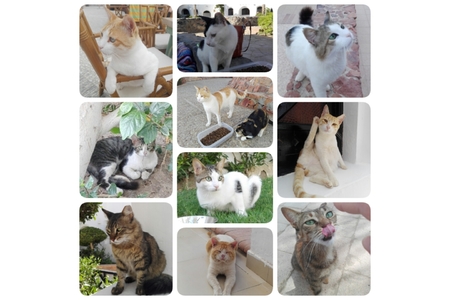 Bild på petitionen:Rettet die Katzen im Arabella Azur Hurghada !!!