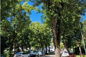 Image of the petition: Rettet die Lindenallee in St.Pölten (Heidenheimer Straße)!
