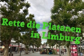 Kép a petícióról:Rettet die Platanen in Limburg auf dem Neumarkt
