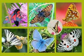 Zdjęcie petycji:Rettet die Schmetterlinge in Rheinland-Pfalz -  #SaveButterflies