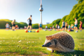 Picture of the petition:Save the sports meadow in Berlin
