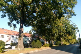 Bild der Petition: Rettet die Straßenbäume im Osdorfer Weg vor der Fällung!