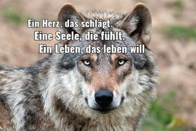 Slika peticije:Rettet die Wölfe, Landkreis Garmisch-Partenkirchen und weitere