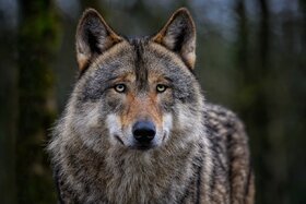 Bild der Petition: Rettet die Wölfe