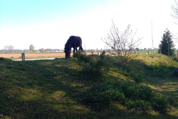 Bild der Petition Rettet Gut Wildschwaige - Eine Reitschule in Erding für unsere Kinder!