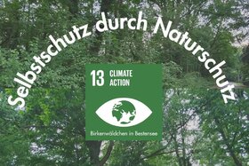 Bild der Petition: Save the local climate forest in Bestensee