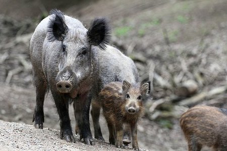 Bild der Petition Rettet unsere Wildschweine!