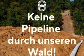 Bild der Petition: Rettet unseren Duisburger Wald – keine DRC-Pipeline durch den Wald!