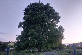 Picture of the petition:Rettung des alten Bergahorns an der Max-Planck-Straße in Bad Vilbel / neuer Anlauf!
