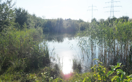 Bild der Petition: Rettet den Rosensee auf dem Gelände der ehemaligen Tongrube Wiernsheim/Pinache