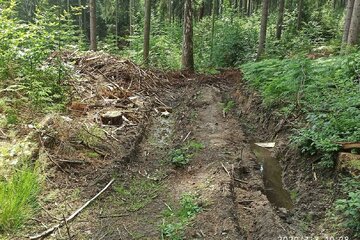 Bild der Petition Rettung und Pflege unserer Waldwege