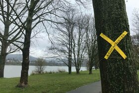 Φωτογραφία της αναφοράς:Rheinaue Bonn: Alle Bäume und Radwege bleiben, für Entspannung statt Stress
