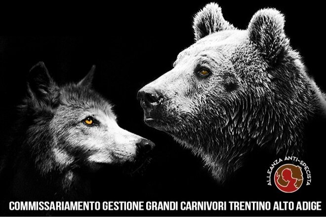 Image of the petition Richiesta di Commissariamento Gestione Grandi Carnivori Trentino Alto Adige ( PAT-PACOBACE )