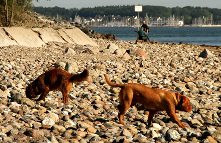 Bild der Petition: richtiger Hundestrand für Kiel