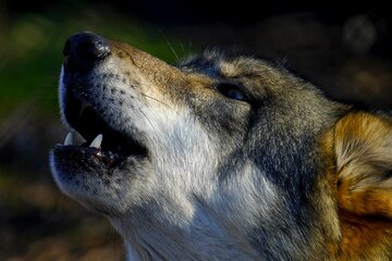 Image de la pétition Ripristino della rigorosa tutela del lupo e inasprimento delle pene per gli atti di bracconaggio