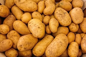 Foto e peticionit:Saatkartoffeln gehören zur Grundversorgung