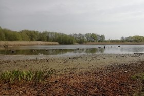 Bild der Petition: Sadenbecker See retten -  Arten und Naturschutz gewährleisten! Zukunft bewahren!