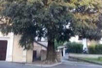 Immagine della petizione Salviamo il bagolaro di via Isola Ponti a Cassano d'Adda!