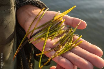 Image of the petition Save Nanozostera