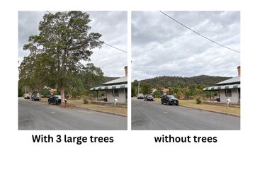 Image of the petition Save the 3 beautiful old trees in King Street Paterson