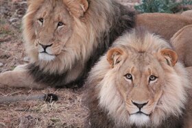 Bild der Petition: Save the lives of five lion brothers of Harnas Wildlife Foundation