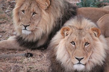 Image of the petition Save the lives of five lion brothers of Harnas Wildlife Foundation