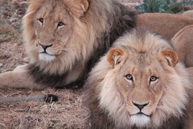 Bild der Petition: Save the lives of the five lion brothers of Harnas Wildlife Foundation