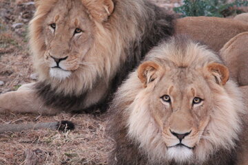 Bild der Petition Save the lives of the five lion brothers of Harnas Wildlife Foundation