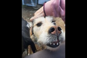 Poza petiției:Say YES to Castration of Strays on Chios