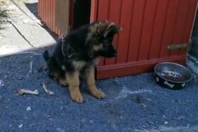 Petitsiooni pilt: Schäferhund in ein sicheres Zuhause bringen