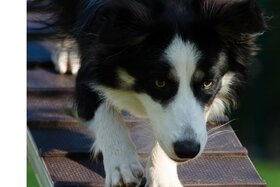 Afbeelding van de petitie: Schaffung eines kostenfreien, eingezäunten Hundeplatzes in Fahrland