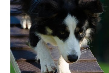Bild der Petition Schaffung eines kostenfreien, eingezäunten Hundeplatzes in Fahrland